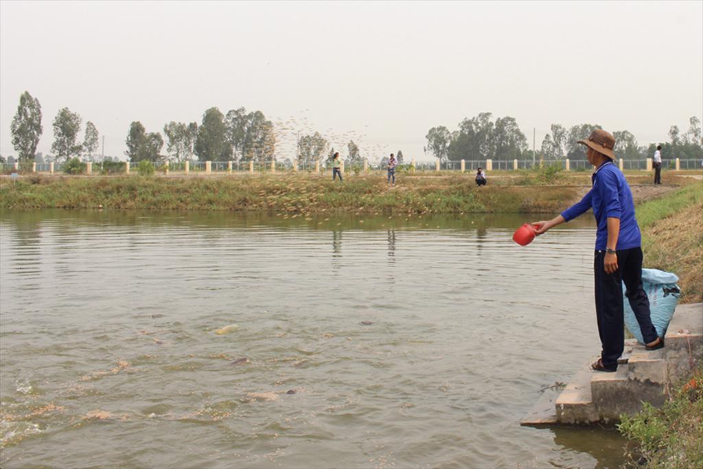 Many businesses invest in high-tech pangasius farming areas