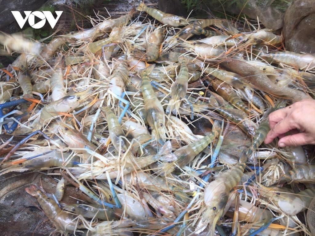 Người nuôi thủy sản Bến Tre có lãi trong bối cảnh khó khăn