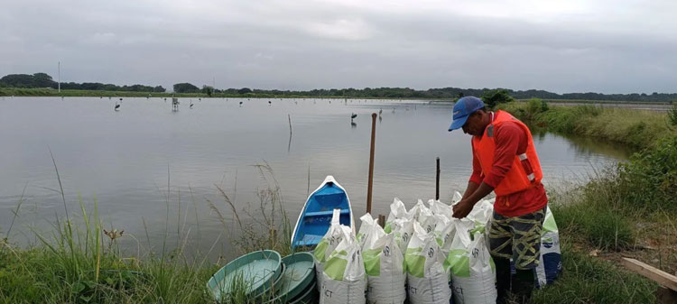 Dòng sản phẩm tôm bền vững mới của Ecuador đã có mặt tại siêu thị Pháp