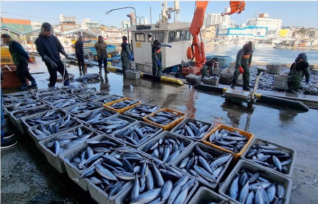  Biến đổi khí hậu gây rủi ro cho triển vọng ngành đánh cá của Hàn Quốc 