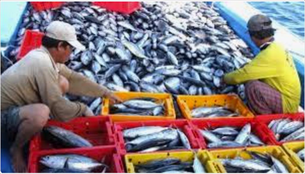 Bội thu cá ngừ sọc dưa