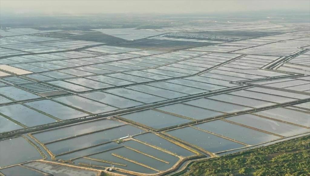 Nguy cơ thiếu tôm và chuối ở nhiều nước vì bất ổn ở Ecuador