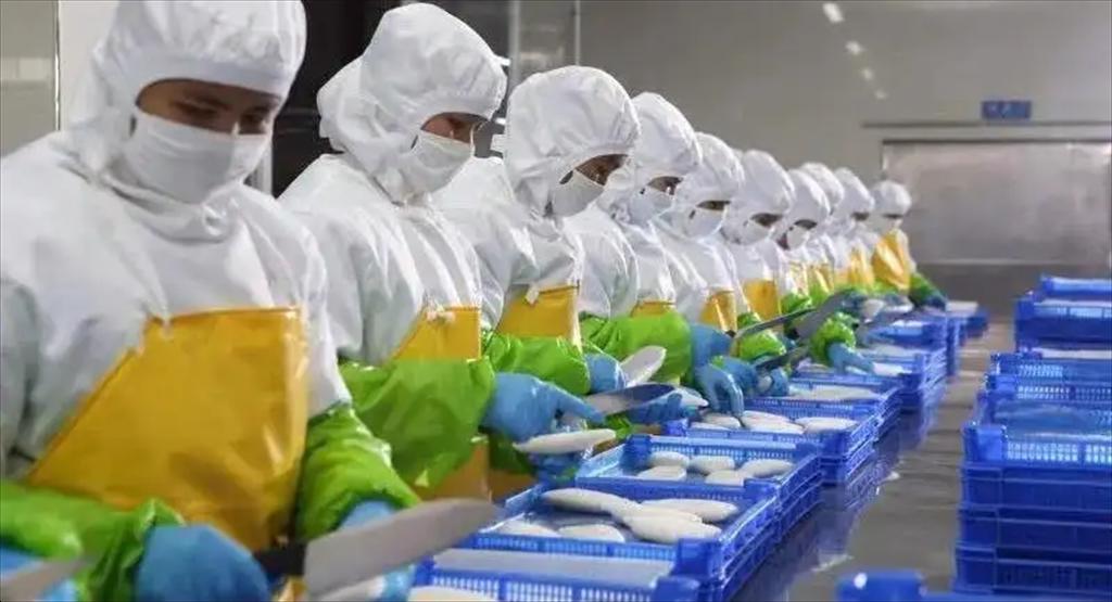 Hàn Quốc tăng nhập khẩu mực ống trong tháng 122023