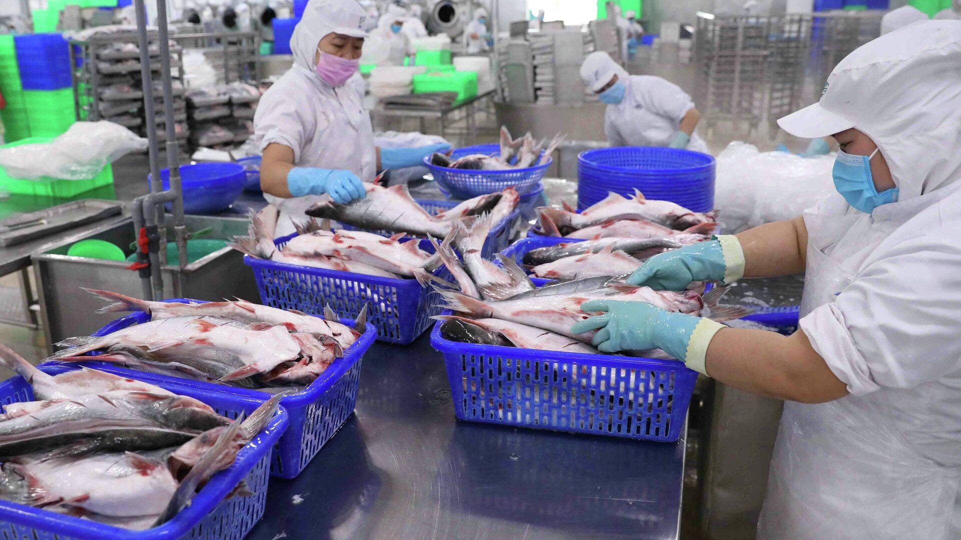 Lợi nhuận năm nay của Thuỷ sản Nam Việt (ANV) có thể tăng 150% nhờ thị trường Trung Quốc