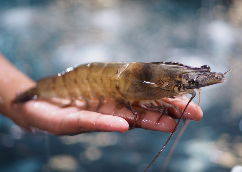 Ấn Độ tăng nhập khẩu tôm sú bố mẹ