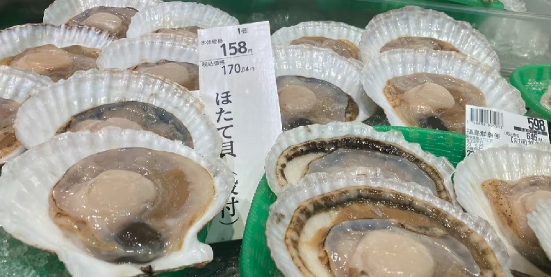 Mỹ tăng nhập khẩu sò điệp từ Nhật Bản 