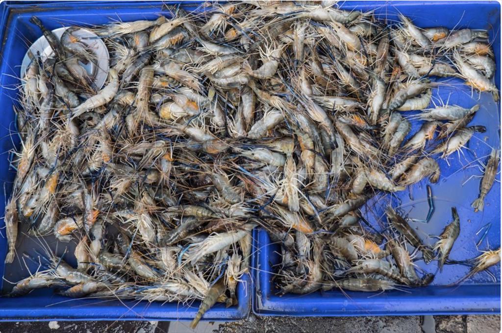 Phòng bệnh trắng đuôi trên tôm càng xanh