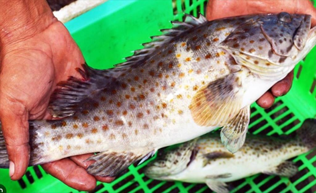 Trung Quốc dỡ bỏ lệnh cấm nhập khẩu cá mú từ Đài Loan