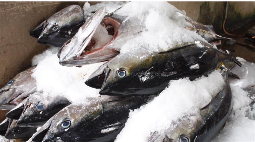 In 2024 Vietnam tuna exports slow to recover