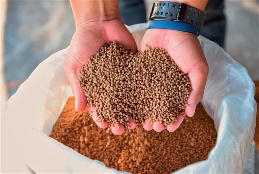 Giá thức ăn chăn nuôi năm 2024 tiếp tục tăng cao