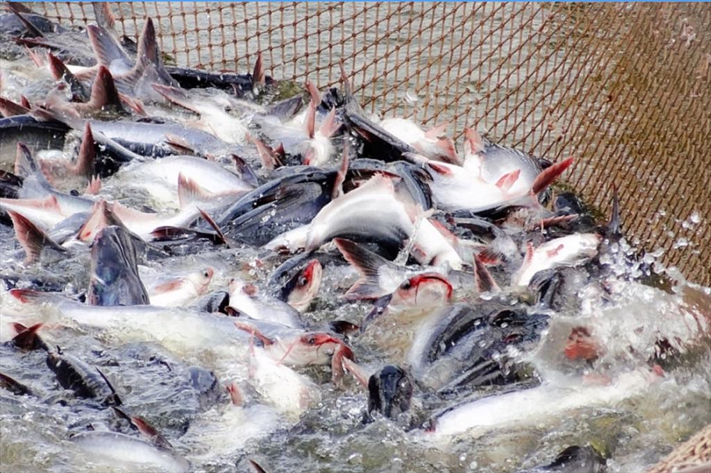 Việt Nam là thị trường cung cấp thủy sản lớn thứ 7 cho Canada