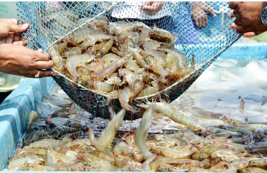 Xuất khẩu thủy sản vào Mỹ khó tránh chướng ngại vật