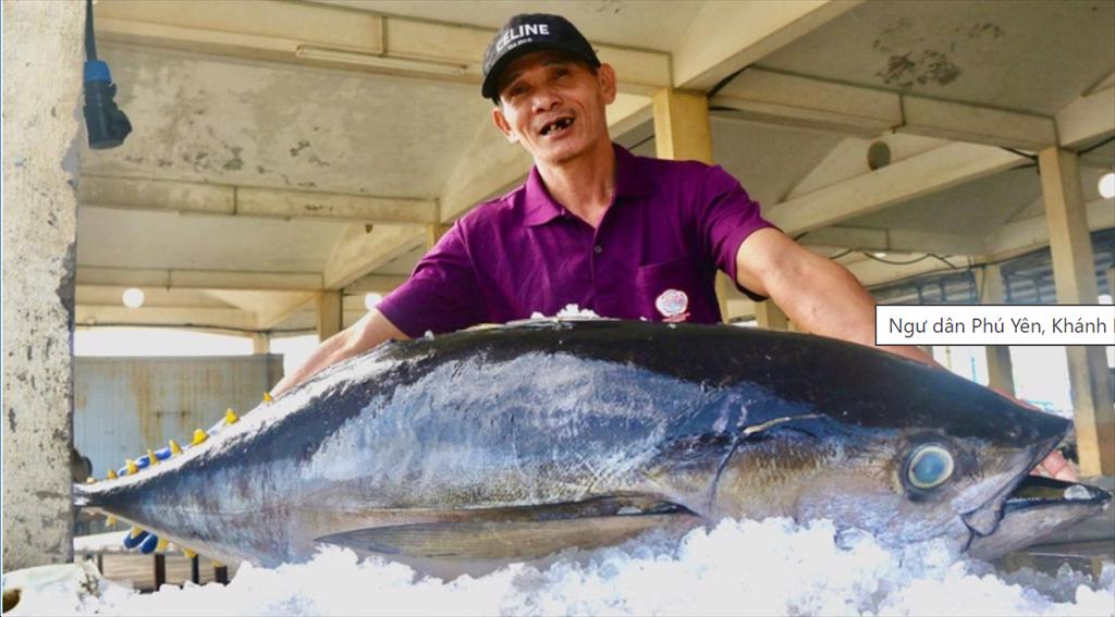 Ngư dân Phú Yên, Khánh Hòa trúng đậm cá ngừ đại dương