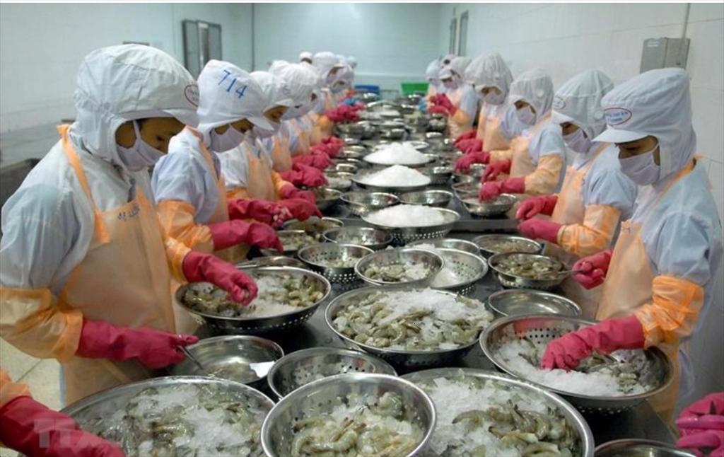 Xuất khẩu tôm năm 2024 Khó ở EU, thuận lợi tại Nhật Bản và Trung Quốc