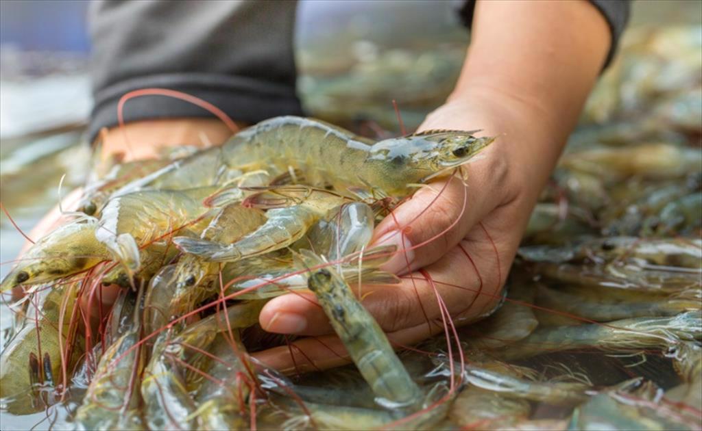 Ecuador chào giá tôm cao, Trung Quốc mua hàng thận trọng