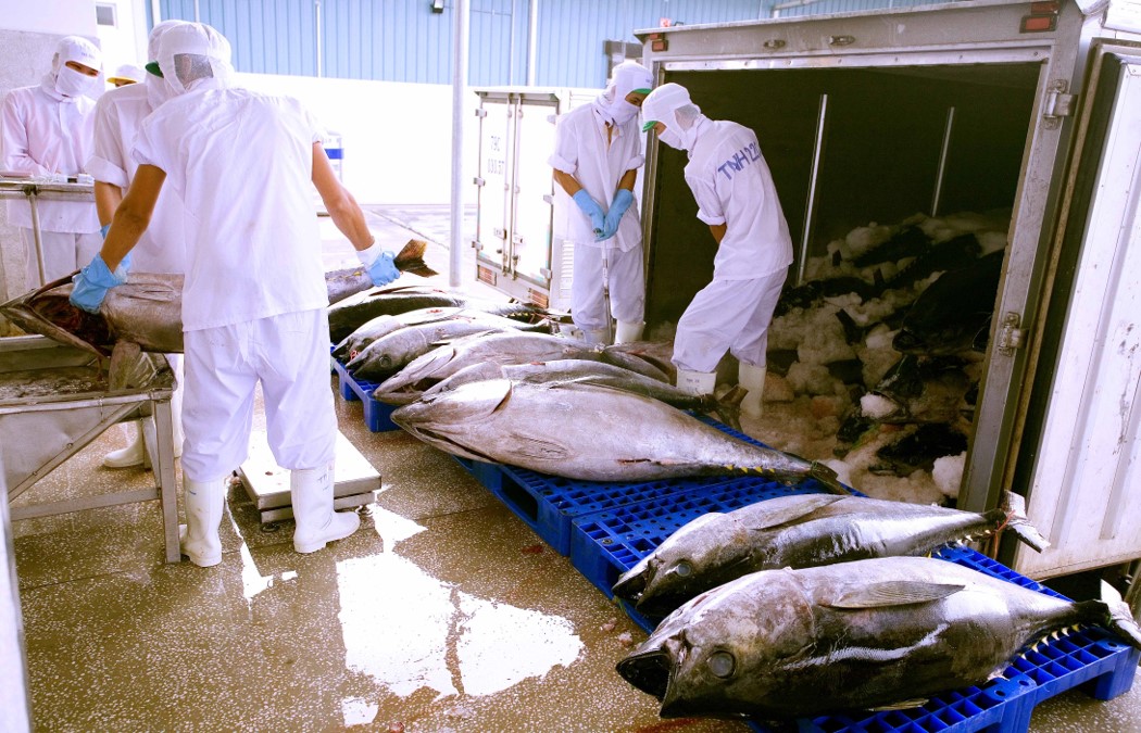 Trung Đông chiếm 10% kim ngạch xuất khẩu cá ngừ Việt Nam