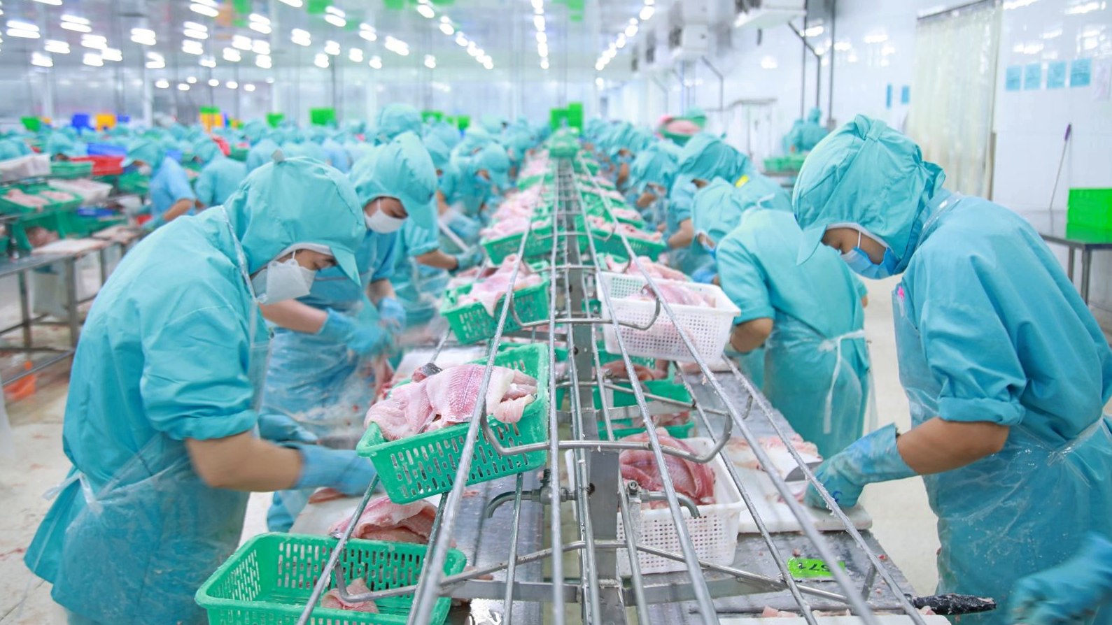 Đa quốc gia IDI Lãi ròng năm 2023 giảm 87%, kỳ vọng giá cá tra hồi phục trong năm nay