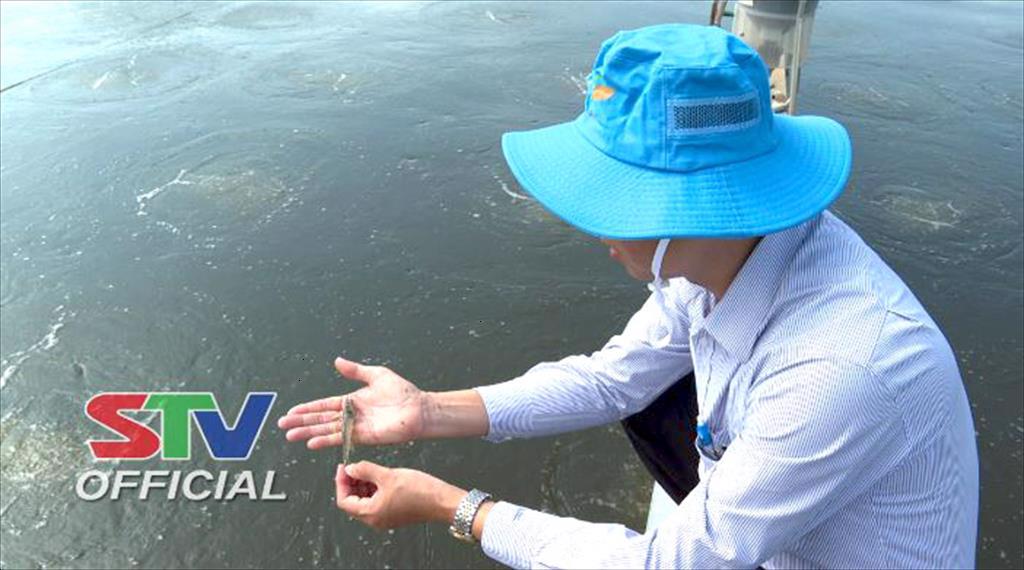 Sóc Trăng khởi động vụ tôm nước lợ năm 2024