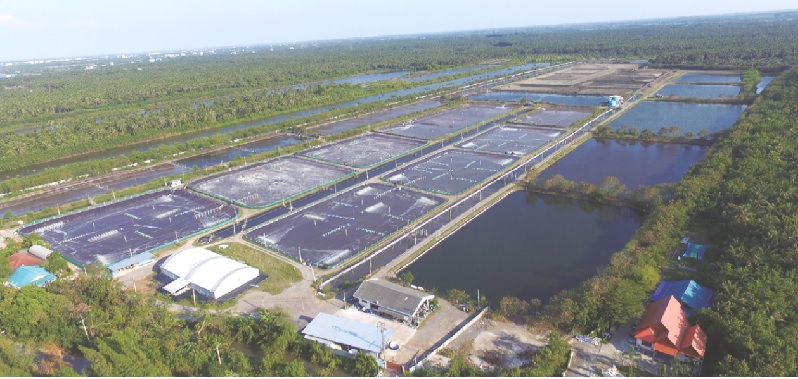 Giá tôm chân trắng Thái Lan ổn định