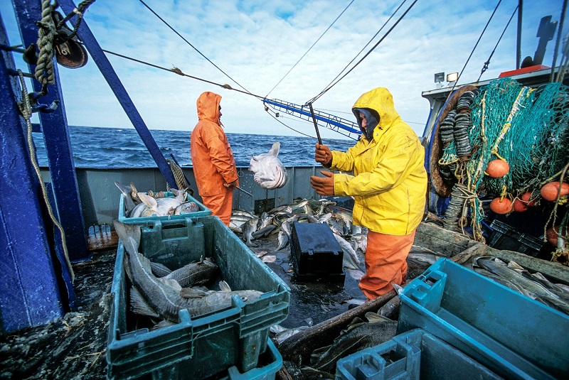 Sản lượng khai thác cá tuyết toàn cầu giảm 33% trong thập kỷ qua 