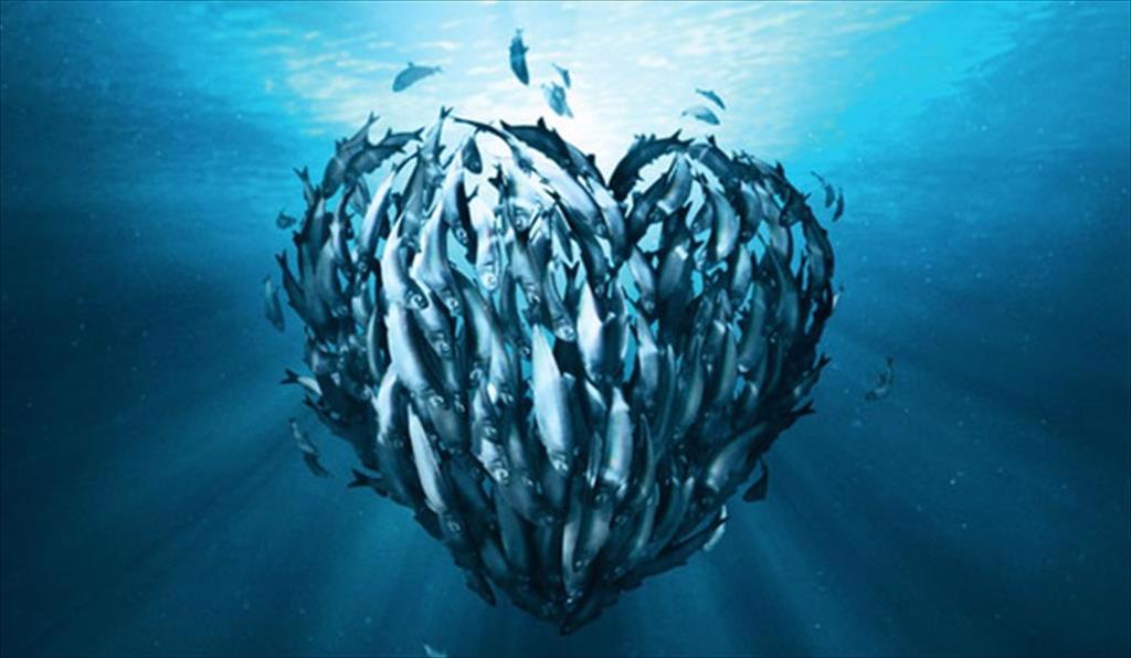 Hiệp định Thương mại Tự do EU-Thái Lan cần có vấn đề cải thiện tính bền vững thủy sản