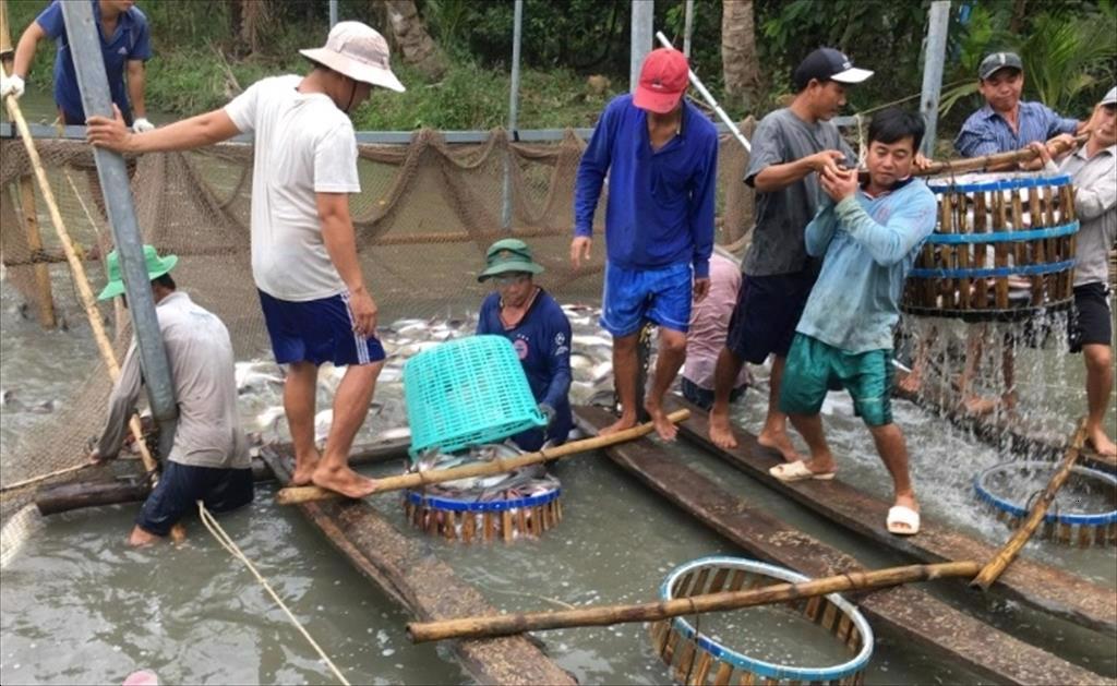 Ngư dân Tiền Giang phấn khởi thu hoạch cá tra vì giá cao sau Tết