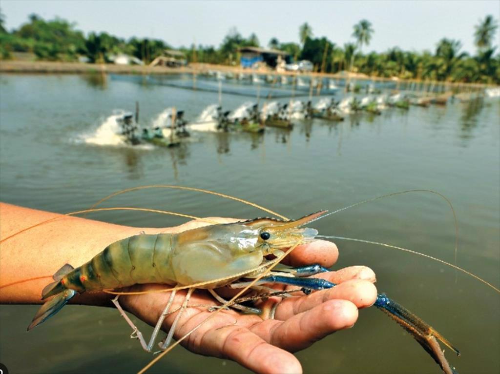 Dư thừa tôm Mỹ Latinh, nhu cầu yếu hơn của Trung Quốc gây tổn hại cho các nhà sản xuất Đông Nam Á