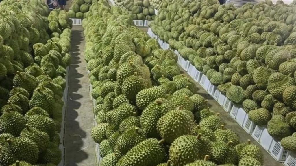 Kỳ vọng tăng mạnh xuất khẩu nông sản sang Trung Quốc