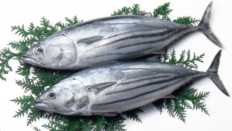 Nhu cầu cá ngừ vằn tăng vọt ở Ecuador khi giá giảm và ảnh hưởng từ khủng hoảng Biển Đỏ