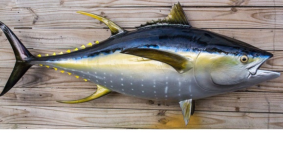 Giá cá ngừ vây vàng dự kiến sẽ tăng do sản lượng đánh bắt giảm