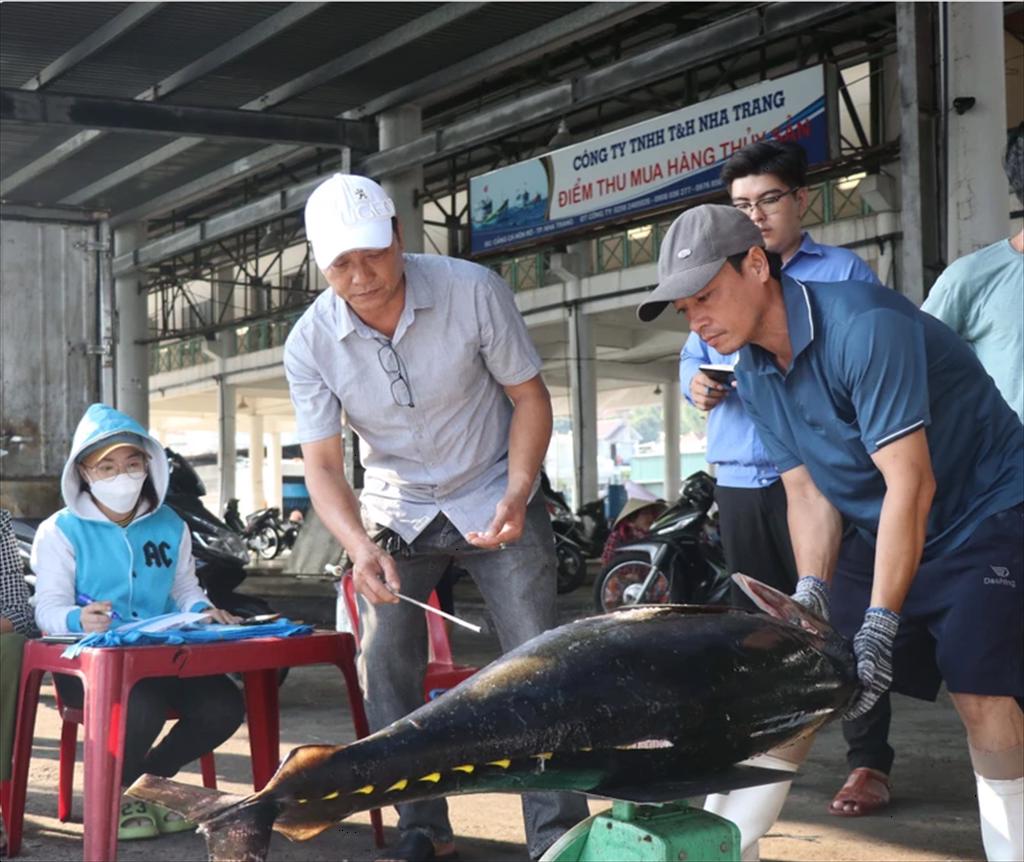 Khánh Hòa Đầu vụ cá ngừ đại dương bội thu, ngư dân phấn khởi