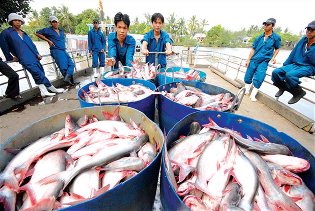 Tien Giang farmers are excited to harvest pangasius because of high prices after Tet holiday