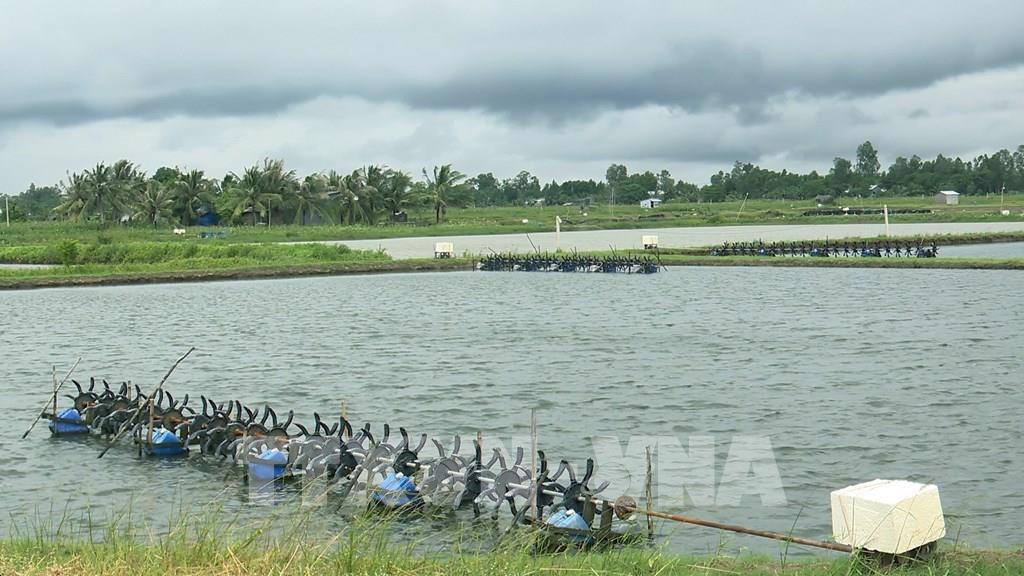 Tìm giải pháp phát triển bền vững ngành tôm