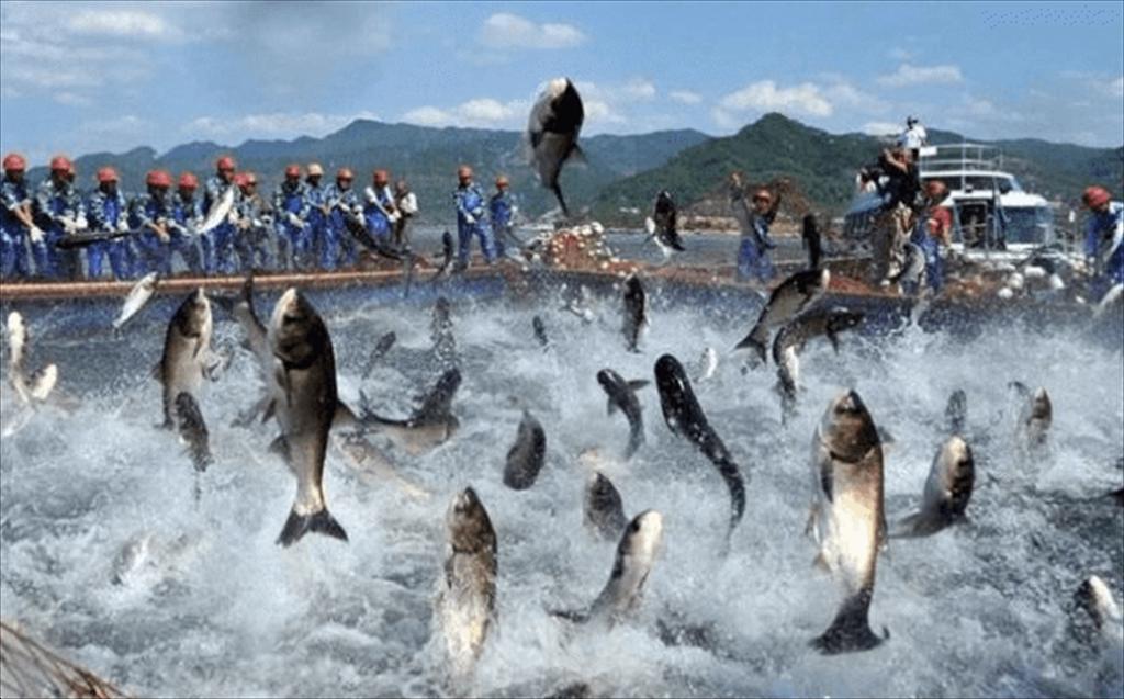 Điều gì đã khiến cổ phiếu tôm cá nhảy kịch trần ngay đầu tuần