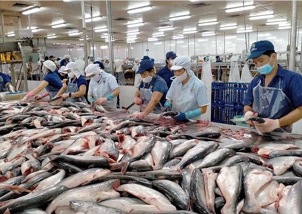 Dự báo giá cá tra sẽ vượt mức 30.000 đồngkg