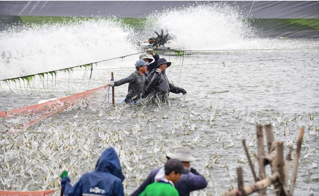 Ngành thủy sản chưa hết khó, Bộ Nông nghiệp làm gì để đủ nguyên liệu cho chế biến, xuất khẩu