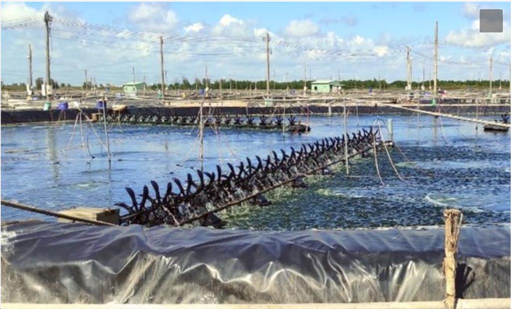 Tôm nước lợ năm 2024 vẫn tiềm ẩn nhiều nỗi lo