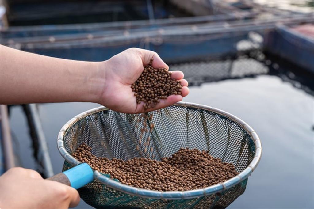 Khuyến khích sản xuất thức ăn thủy sản sử dụng nguyên liệu có sẵn trong nước