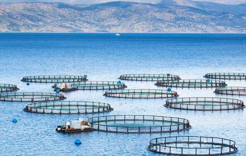 Mục tiêu tăng trưởng 35% sản lượng nuôi trồng thủy sản thế giới vào năm 2030