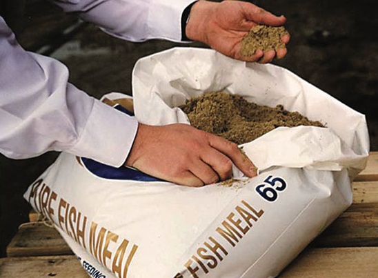 Sản xuất bột cá Peru sẽ phục hồi sau nửa đầu năm