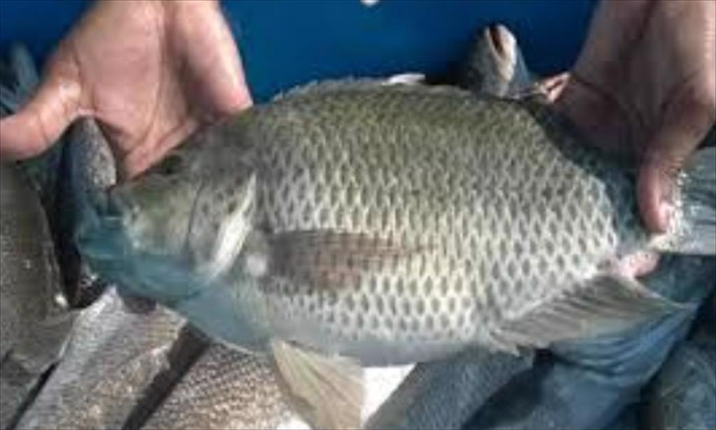 Singapore đầu tư nuôi cá rô phi biển