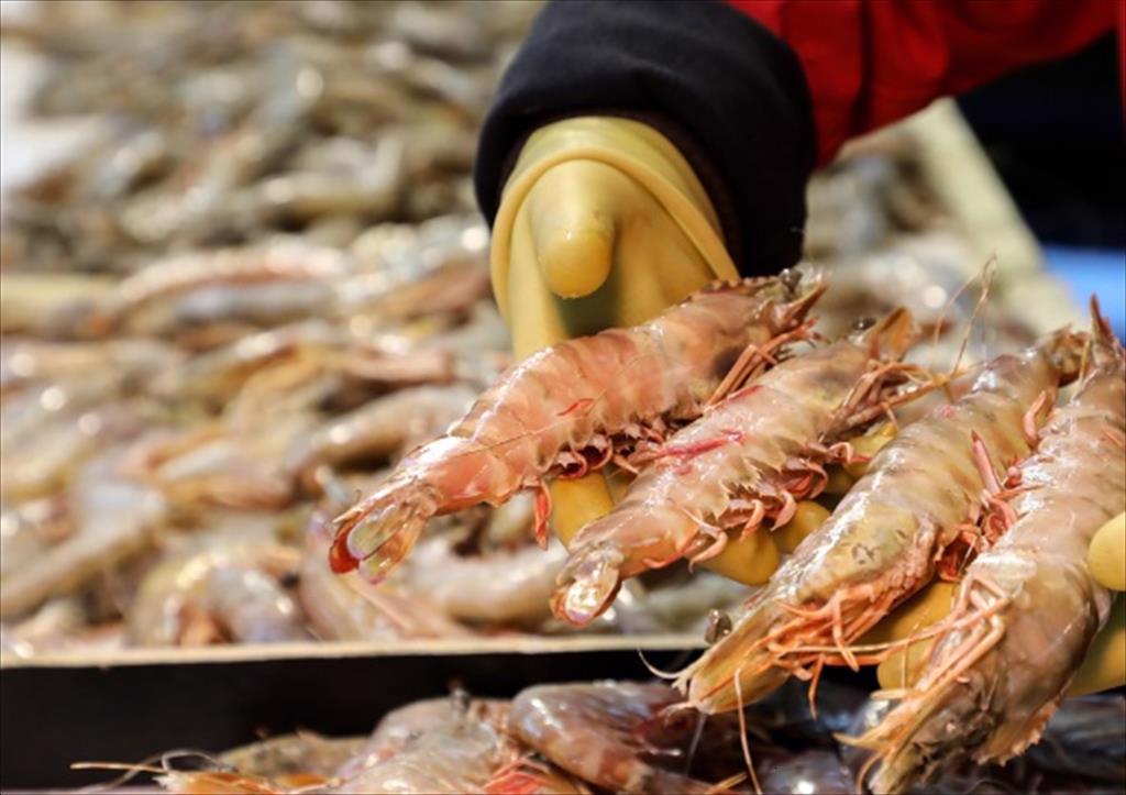 Trung Quốc cảnh báo về chất phụ gia mạ băng trên tôm Ecuador