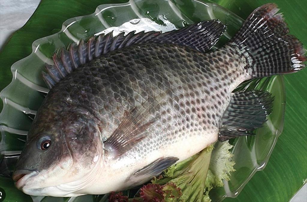 Brazil bans import of Vietnam’s tilapia Will businesses be affected