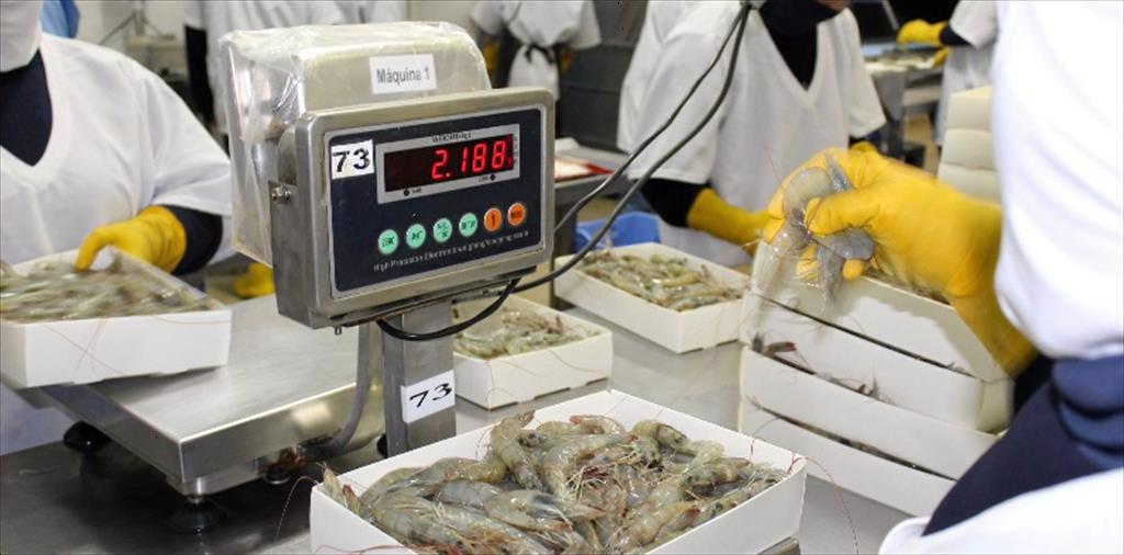 Xuất khẩu tôm của Ecuador giảm 6% trong tháng 12024