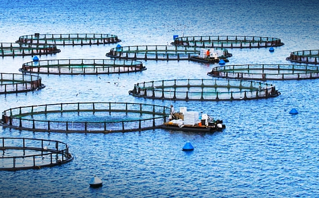 FAO đặt mục tiêu tăng trưởng 35% sản lượng nuôi trồng thủy sản thế giới năm 2030