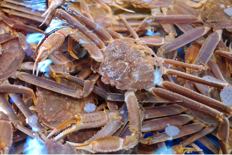 Mỹ có thể giảm nhập khẩu cua tuyết năm 2024