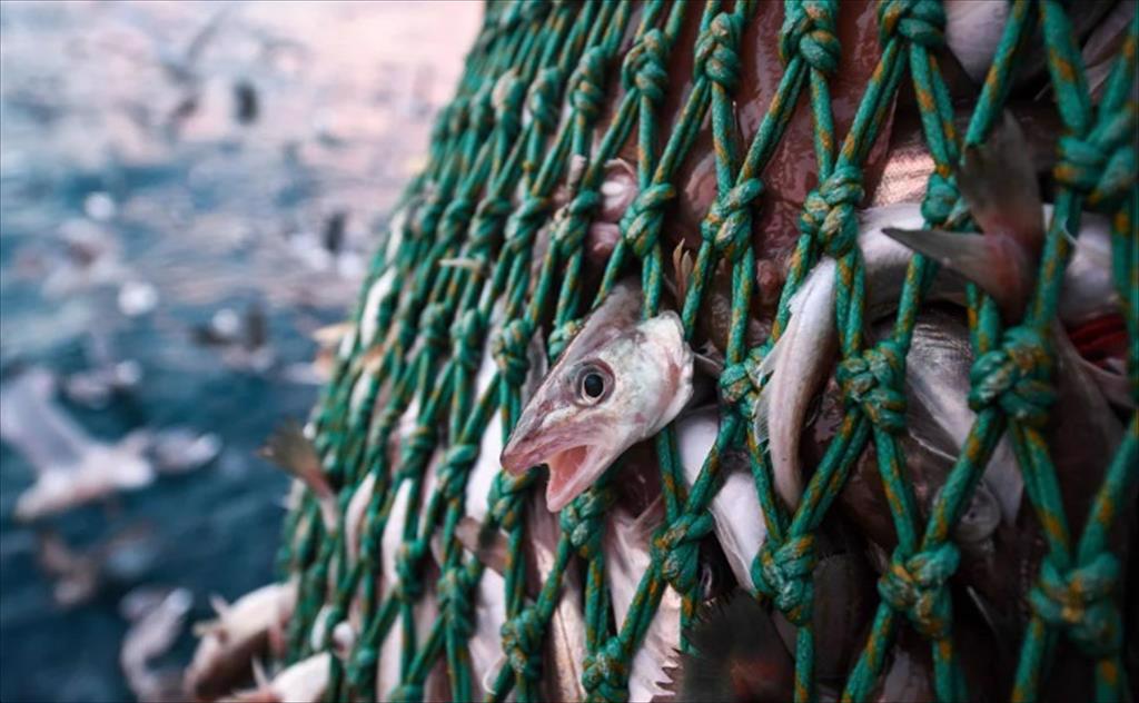 WTO không đạt được thỏa thuận về trợ cấp nghề cá