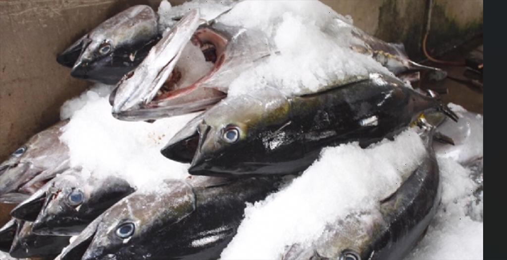 Vietnam tuna exports increased sharply in the first month of 2024