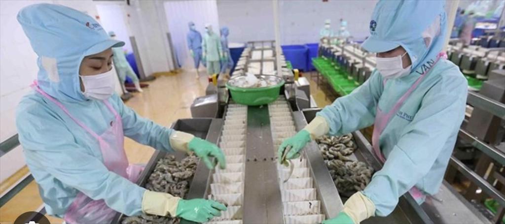 Xuất khẩu tôm có nhiều triển vọng tại thị trường Nhật Bản