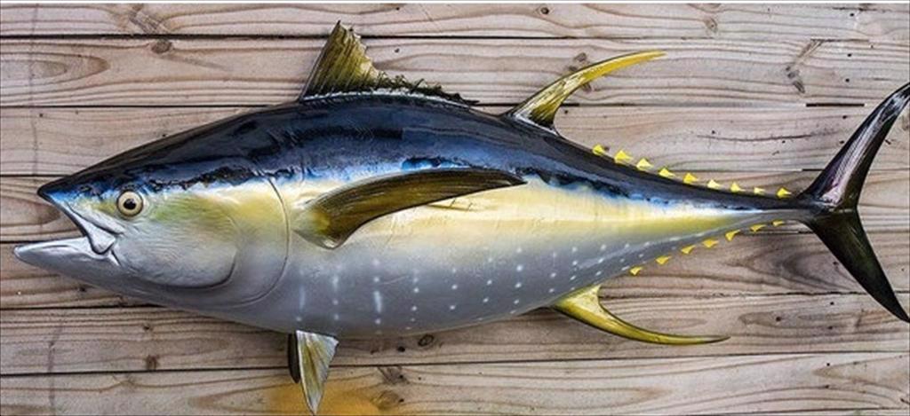 Tây Ban Nha Giá cá ngừ vây vàng cho ngành đồ hộp tăng 100 Eurtấn